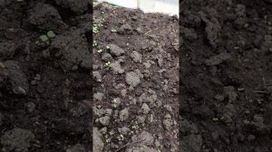 Зеленуха прорастает 🌱😍