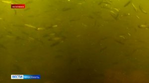 Неожиданное открытие: ученые обнаружили в Волге десять новых видов рыб