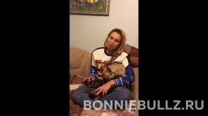 Французский бульдог Видео отзыв о работе питомника bonniebullz.ru