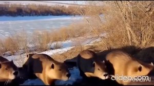 Ишим. Дамба. Бобры от БуржуйТВ