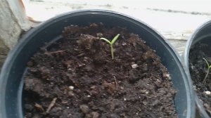 🍅🍅🍅Помидорчики 👍😀Старт дан , 25марта , юг Псковской области!!