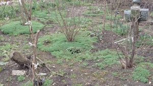 Железноводск  26  Начало весны