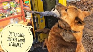 Пса Кубика сегодня не обхитрить: он решил ждать жёлтый рыбовоз на въезде и выиграл Джек Пот!