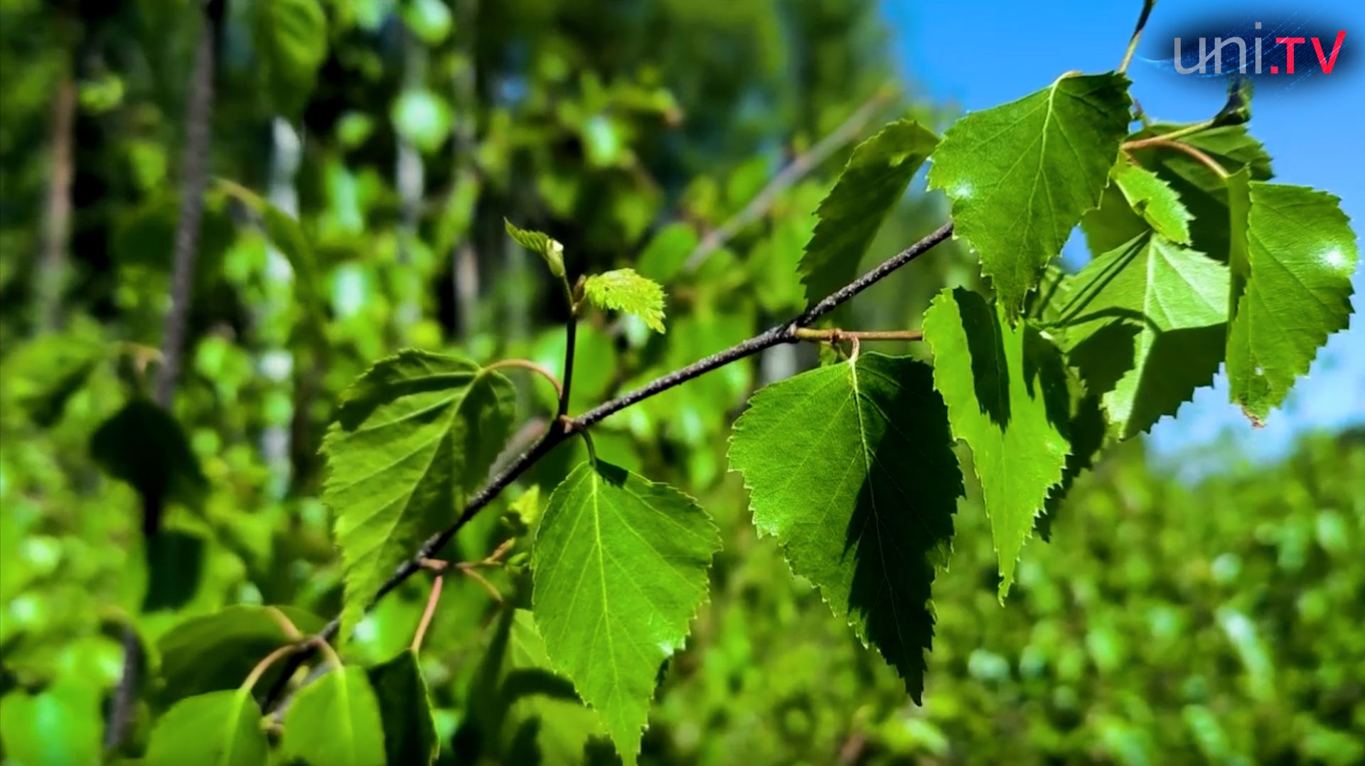 К итогам конкурса эссе «Мой лес»