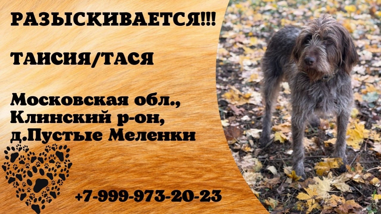 Пропала собака! ТАИСИЯ/ТАСЯ. Московская обл., Клинский р-н, д.Пустые Меленки.
