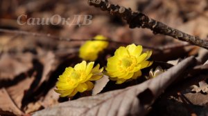 Приморские подснежники 2026. Нора кабана, первоцветы и пауки...