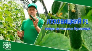 ОГУРЕЦ ЛУХОВИЦКИЙ