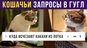 Кошачьи запросы в Гугл) Приколы с котами