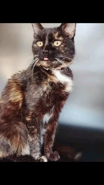 Мурка ищет дом! #Москва