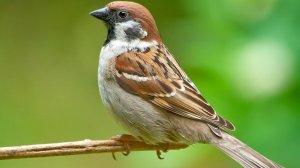 ОТВЕТ  2  защитнику не знамо кому, чего и зачем!  ПОДПИШИСЬ