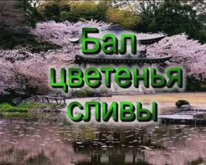 Бал цветущей сливы