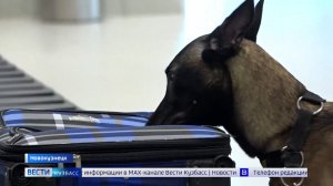 Запрещённые вещества в багаже пассажиров новокузнецкого аэропорта ищут хвостатые инспекторы