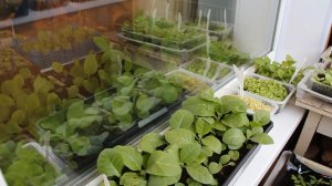 ОБРАБОТКА ТАБАЧНОГО УРОЖАЯ - август РАССАДА ТАБАКА - апрель 8 лет назад «Сады порока» 2 сез. 13 сер.