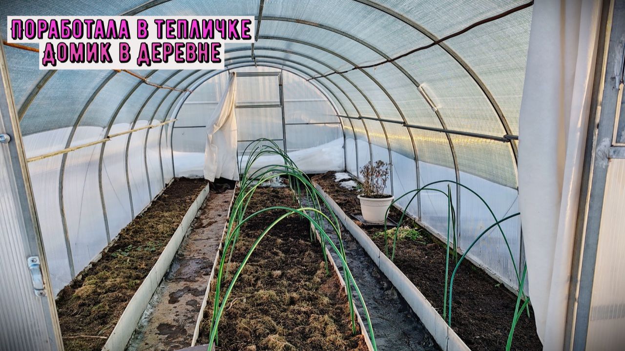 Решила пересадить примулу. Корневая хорошая. Работа в теплице. Заранее установила дуги