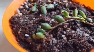 Часть 2,крестовник Геррейна🌱