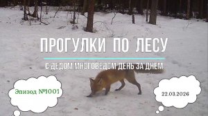 Прогулки по лесу. День за днем с дедом Многоведом. 22 марта 2026г. Эпизод 1001.