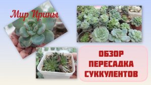 ОБЗОР ●ПЕРЕСАДКА СУККУЛЕНТОВ ●