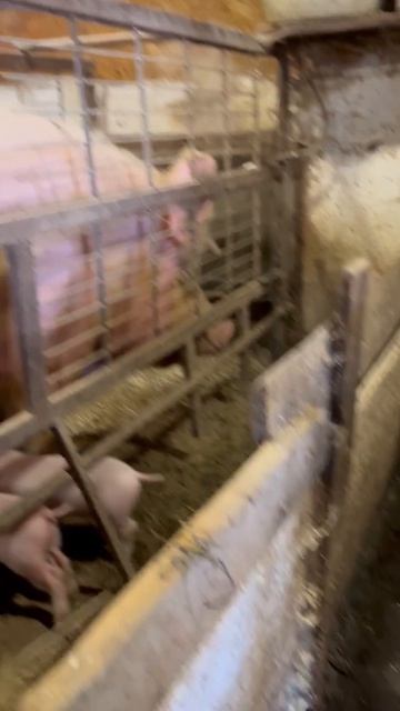 Мамка с маленькими поросятами а рядом дочки большие ждут опоросов