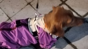 Готовить домашнюю шаурму-шаурмяу