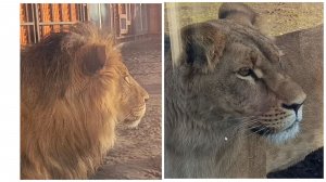 Шерхан и Киара: сложные львиные отношения. Коварная соседка, кошачий фитнес клуб и суровый Поршик.