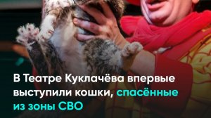 В Театре Куклачёва впервые выступили кошки, спасённые из зоны СВО