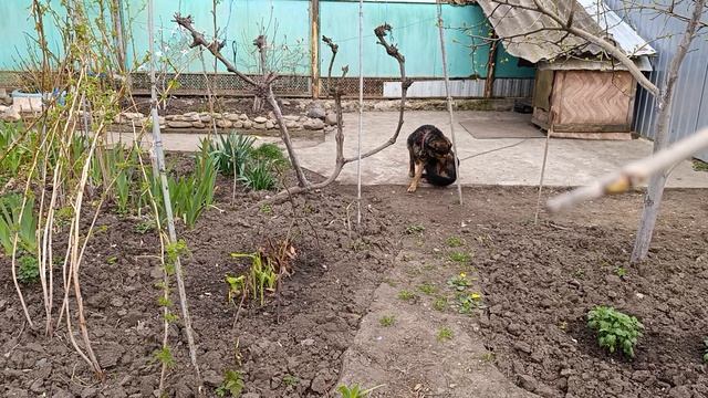 Весна цветёт  магнолия