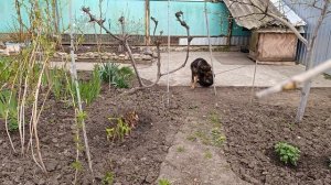 Весна цветёт  магнолия