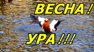 ВЕСНА ИДЁТ! ВЕСНЕ 2026 ДОРОГУ! ПТИЧКИ РАДУЮТСЯ! МОСКВА.