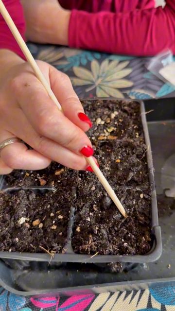 Хотите чтобы томаты взошли на 100? Всё проще чем кажется 