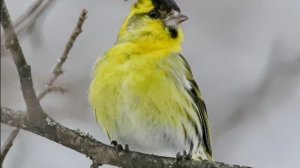 Парк Александрия _ 1 часть