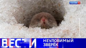 Вести Санкт-Петербург. Выпуск 11.30 от 25.03.2026