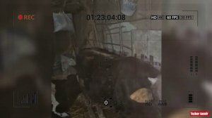 Сhorva mollari o‘g‘riligi bilan shug‘ullanib kelgan jinoiy guruh qo‘lga olindi