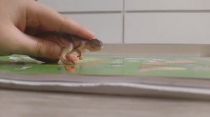 все виды динозавров 1 сезон 1 серия 🦖🦕