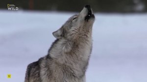 Хищник против жертвы 2 сезон 3 серия (документальный сериал, 2025)