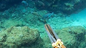 Подводная охота / Море, наполненное криками китов / Скумбрия, полосатый тунец...