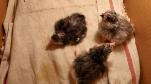 Рабочий стол айтишника и маркетолога в деревне