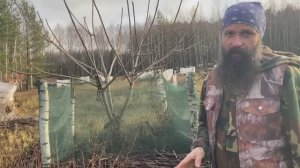 Как правильно выращивать орехи Часть 1