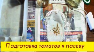 Подготовка томатов к посеву