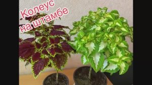 Колеус на штамбе