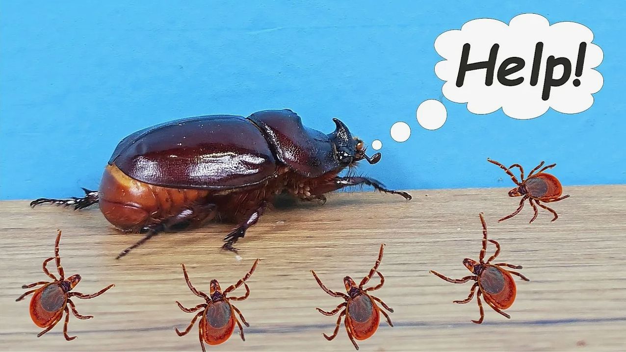 Жук Носорог родился, но весь в клещах! Спасаю бедного жука