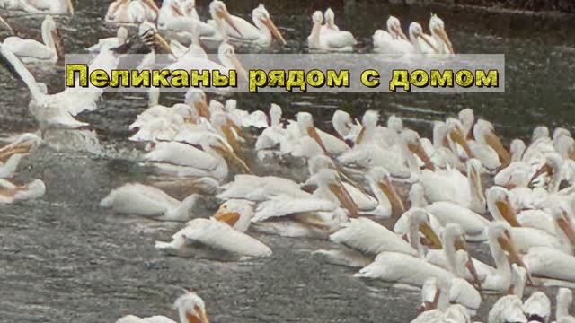 Пеликаны рядом с домом смотреть онлайн