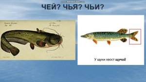 Рыбы. 5-7 лет.Развитие речи