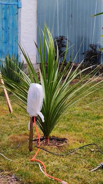 Кордилина после зимы