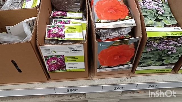 АШАНОБЗОР САЖЕНЦЕВ И ЛУКОВИЧНЫХ РАСТЕНИЙ