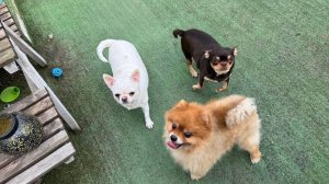 Малыши встречают меня из магазина, проверяют, что купила.