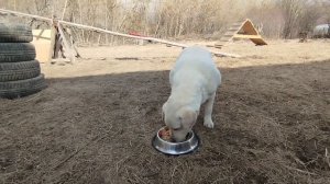 Выдержка перед едой. Как правильно кормить собаку?