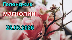 В Геленджике цветут магнолии 25 марта 2026