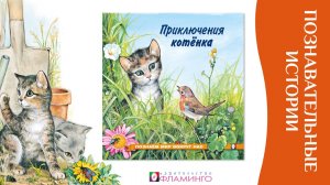 Познаём мир вокруг нас / Приключения котёнка