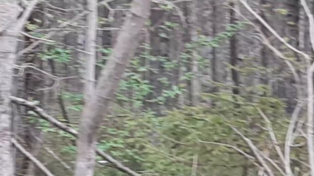 Медведи у дороги