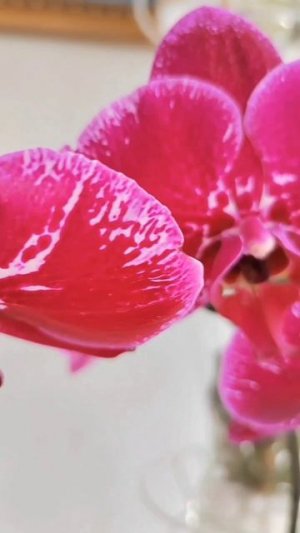 25-03-2026Орхидеи